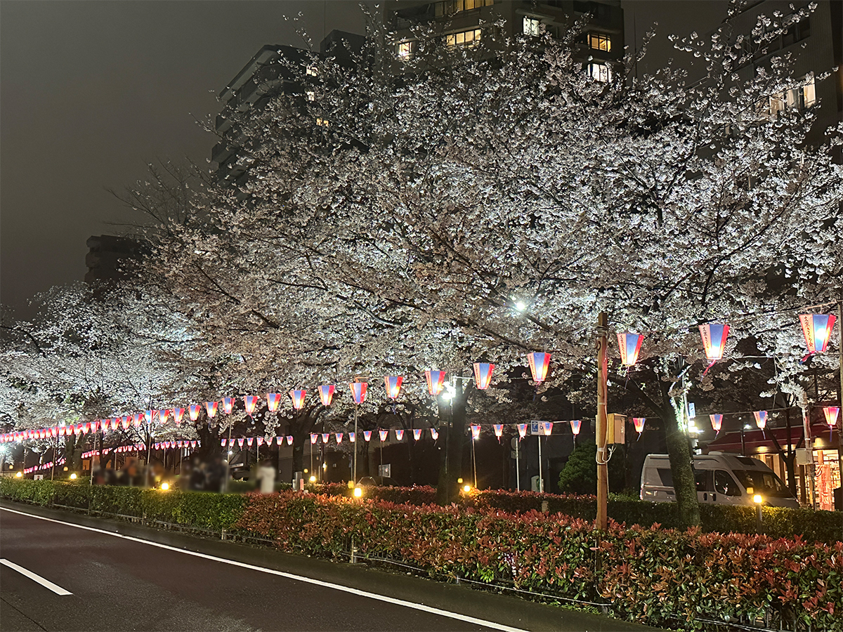 第53回文京さくらまつり