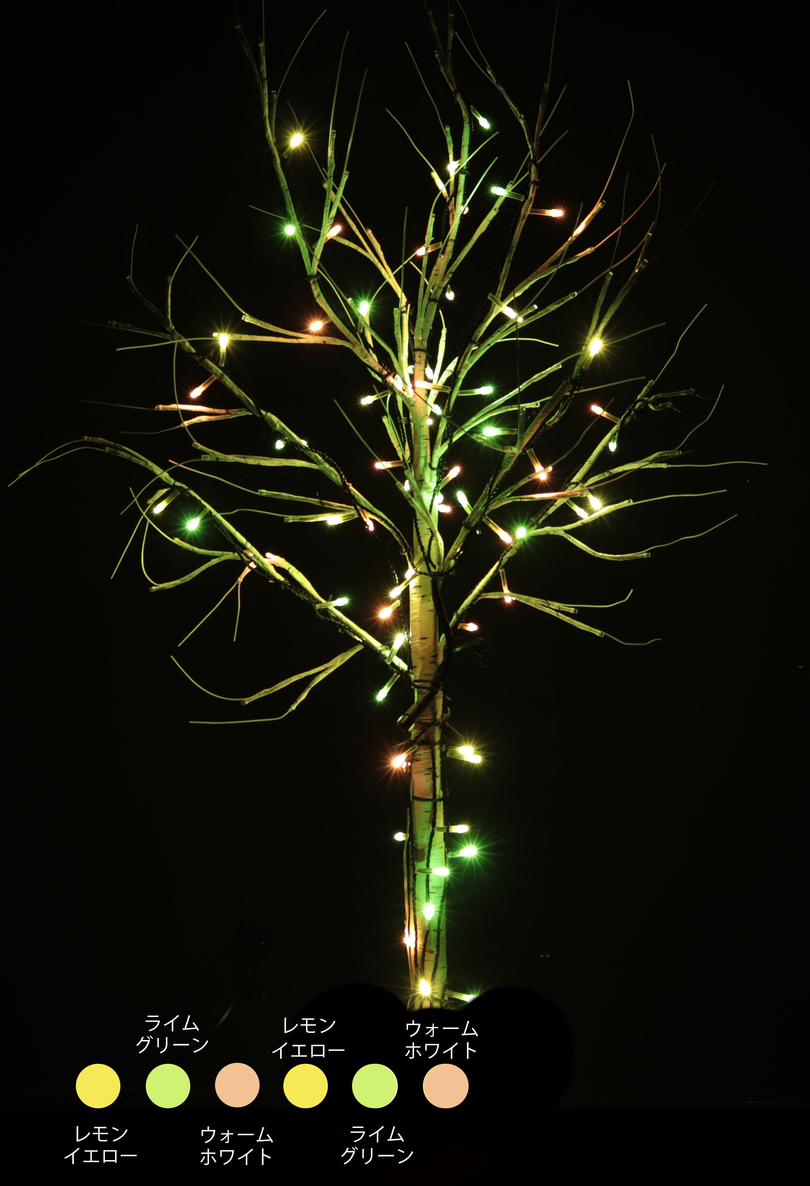 カラー・サイズ：サンライトカジュアル